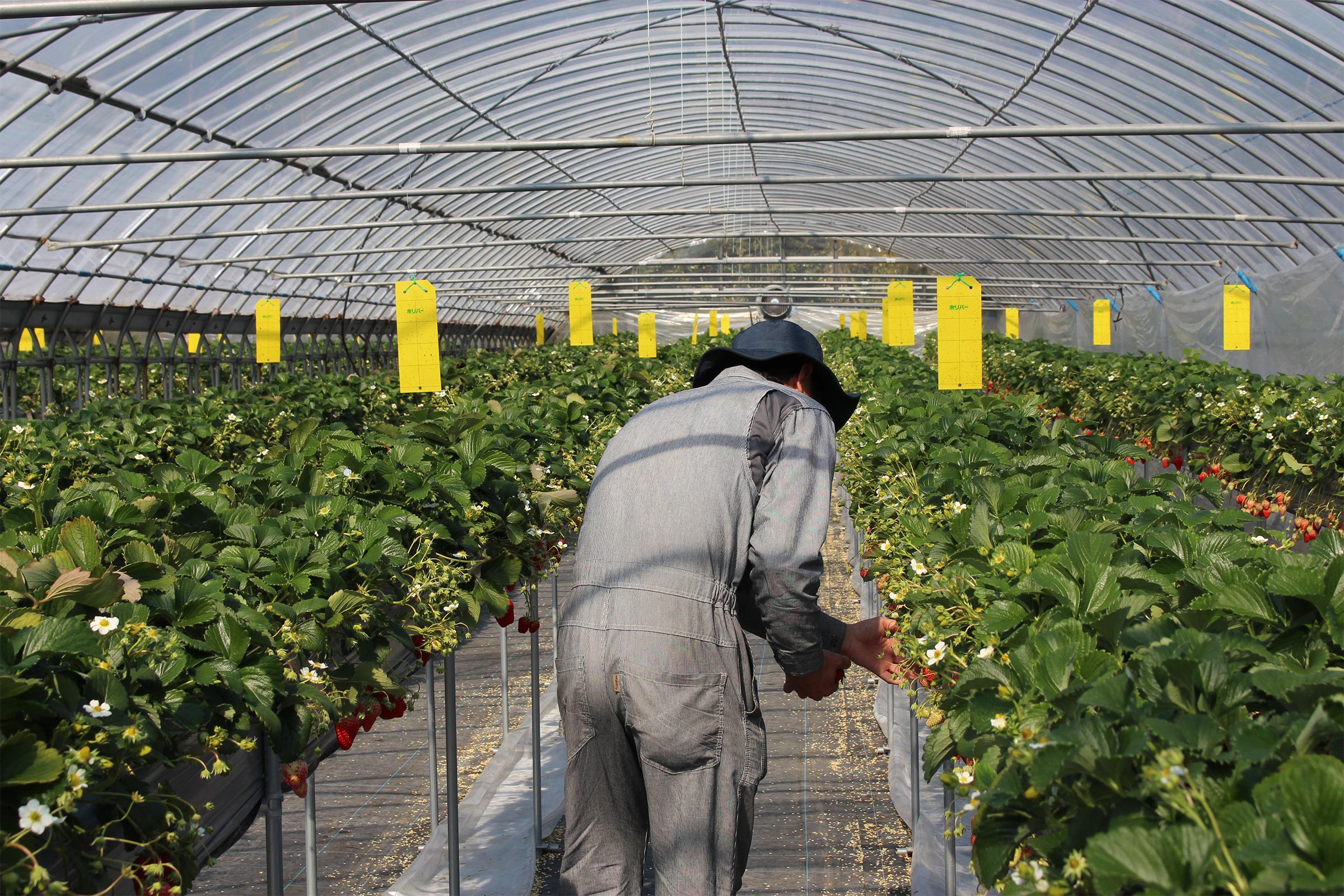 栽培の情熱について語る様子