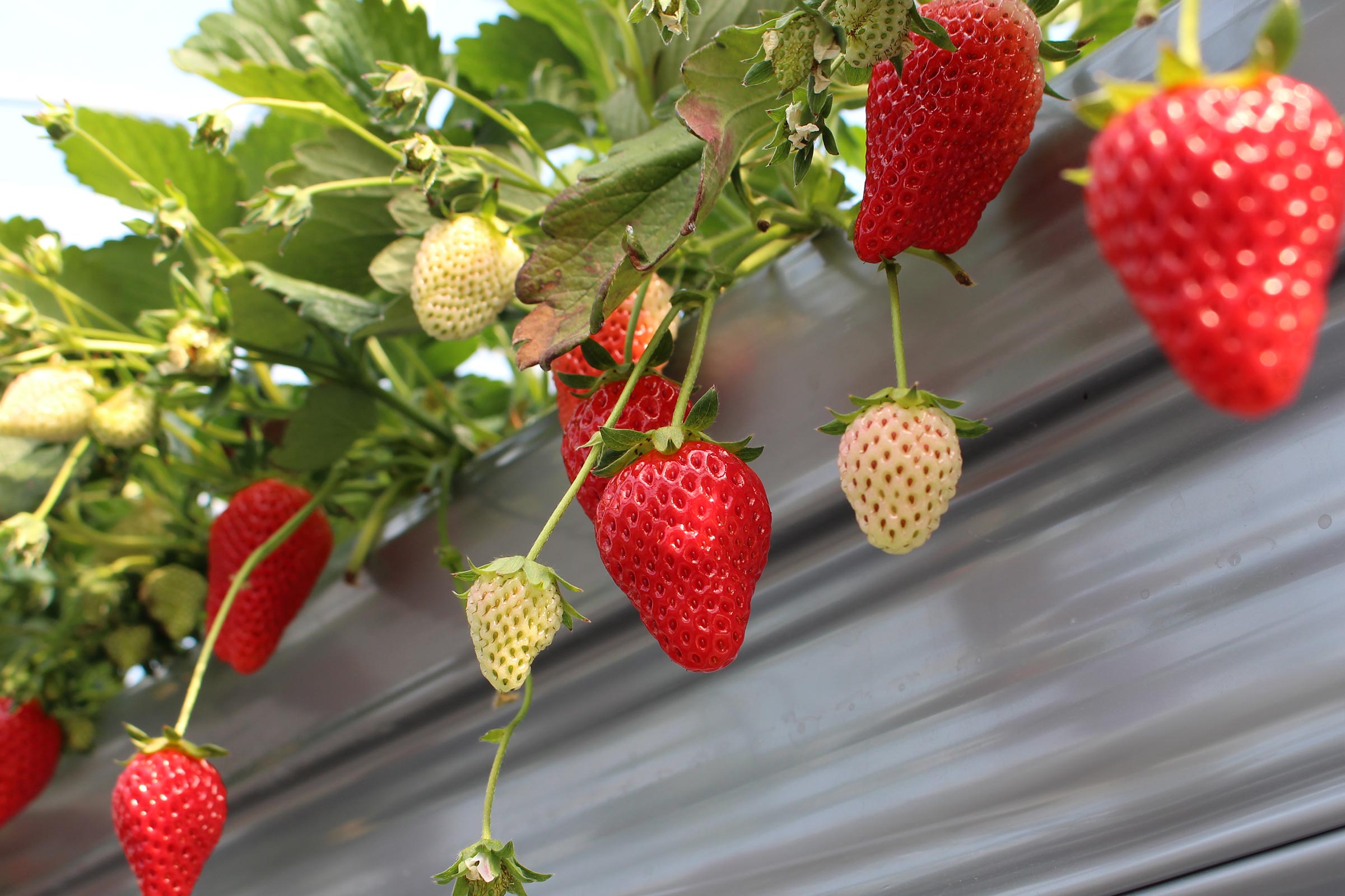 真っ赤に色付いた完熟の紅ほっぺ